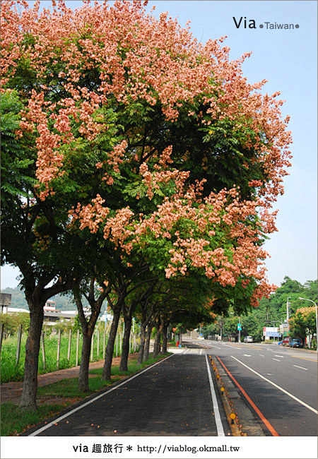 栾树