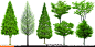 园林设计素材 园林植物素材 园林规划设计 景观设计 景观 树木 园林 景观树木 绿化 环境设计 植物 鸟瞰图 配景素材 效果图素材 环艺设计 素材