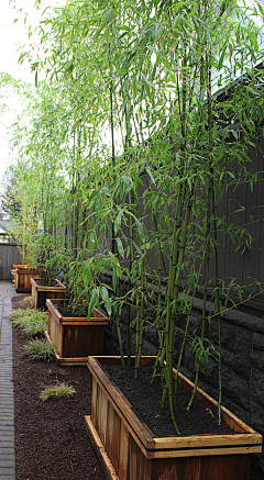 小馒花花采集到竹子景观