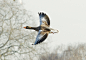 Low flight by Ahmed Shah on 500px