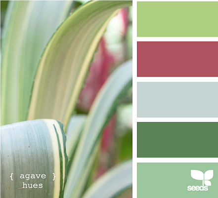 agave hues