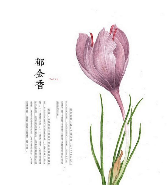 郁金香(Tulip)：传说，古代有位美丽...