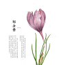 郁金香(Tulip)：传说，古代有位美丽少女住在雄伟的城堡里，有三位勇士同时爱上了她，一个送她一顶皇冠，一个送把宝剑，一个送金块。但她对谁都不钟情，只好向花神祷告。花神深感爱情不能勉强，便把皇冠变鲜花，宝剑变绿叶，金块变球根，这样合起来便成一朵郁金香了。