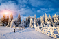 霜,冬天,地形,气候,寒冷,环境,雪,天气,自然美,杉树