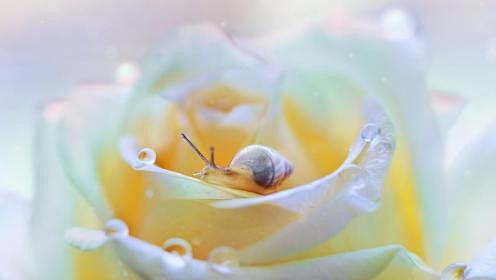 小蜗牛也爱花