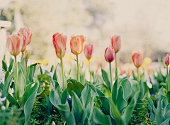 sharon青葙采集到郁金香tulips