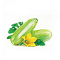 小南瓜 蔬菜 花卉 插画 手绘 彩铅画 色铅笔  本草绘 植物