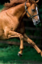 ♂ Masculine animals, brown horses