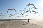 Animal, Beach, Bird, Children, Nature, Photography, Seagulls wallpaper preview