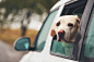 Dog looking out of a car by Jaromír Chalabala on 500px