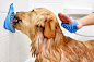 Turn your dog’s dreaded bath time into treat time with this slow feeder! | Yanko Design