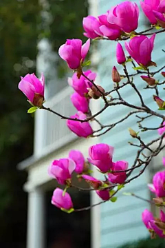 linchangzheng采集到第十三集：  花的媚