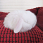可爱萌兔子图片