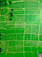 aerial view of rice paddy#摄影##绿色#
采集@随手科技DESSSIGN