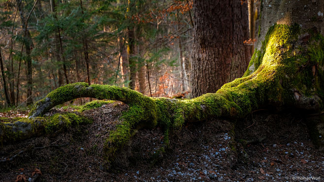 Zauber Wald  by Thom...