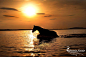 Facebook « Heart of a Horse