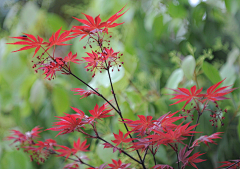 请叫我花仙zi采集到花好月圆