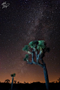 银河系在约书亚树国家公园，加利福尼亚
Milky Way over Joshua Tree National Park, California