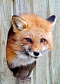 beautiful fox #萌#