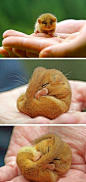  英国的重点保护濒危动物：榛睡鼠。很可爱…  #各种萌# #搞笑# #宠物#