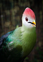 animals-are-hype:

Red-crested Turaco by ~Sarahorsomeone
