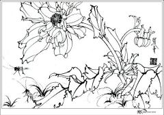 Diphylleia采集到【白描】