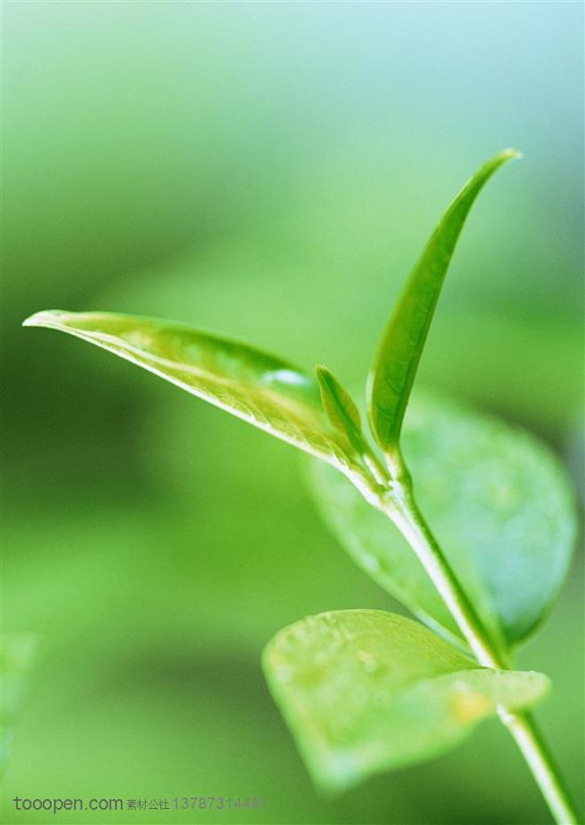 树木树叶-侧面树叶嫩芽特写高清图片素材