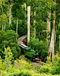 Puffing Billy through The Dandenong Ranges National Park, Melbourne, Australia.