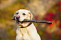 Photograph Dog with stick by Jaromír Chalabala on 500px