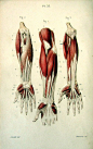 1852 Antique anatomy print  muscles anterior by LyraNebulaPrints, $26.95: 