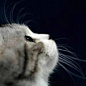 可爱猫咪图片 | 唯美意境网