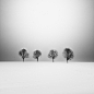 Four Trees, photography by Uwe Langmann. In Nature, Vegetal, Tree, forest