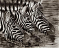 Zebras by TeSzu