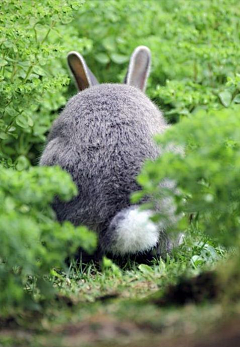 艺术家的思想采集到兔兔