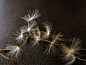 Photo: Close view of dandelion seeds