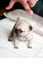 Teacup Pug...awe I want one