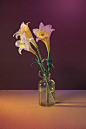 _Bunch Of White Lilies In A Vase__ by Stocksy Contributor _Marc Tran_