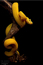 funkysafari:

Eyelash Viper  by Thor Hakonsen