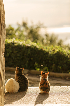 野人追野猪采集到萌物