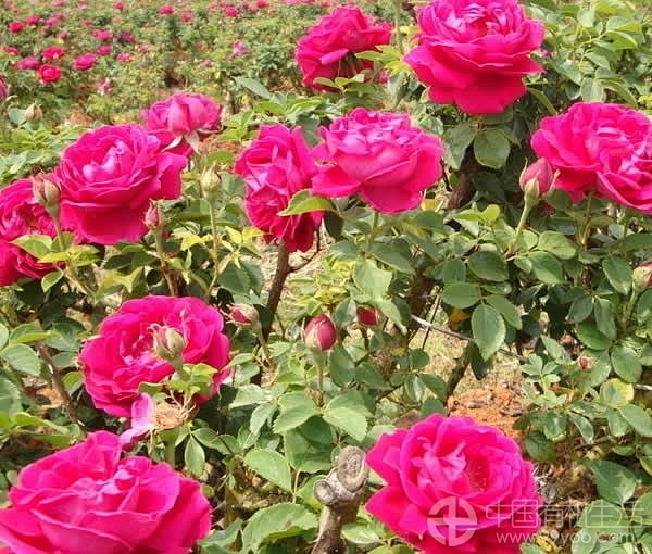 玫瑰花不适宜与茶叶冲泡，因茶叶中含有大量...