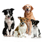 dog png image, picture, download, dogs