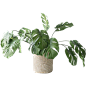 龟背竹 免抠透明素材图 盆栽北欧风植物绿色植物