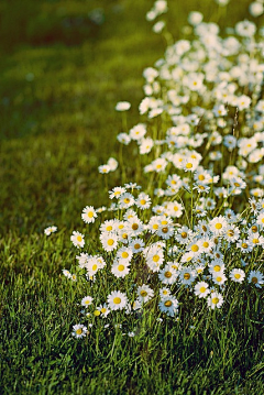 ╰つ卓儿︶ㄣ采集到花香花语录...