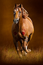 Sioux War Pony