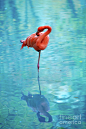 Pink Flamingo