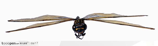 昆虫世界-飞翔中的蜻蜓