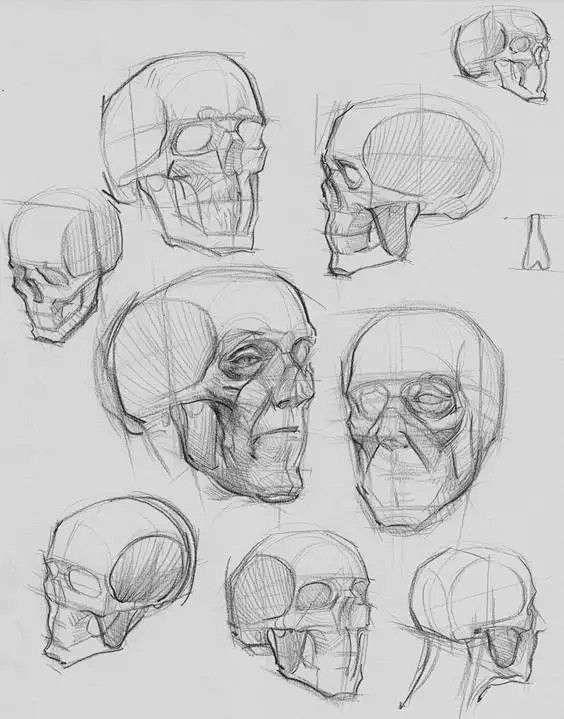 头骨的【结构解析】，收藏起来 ​ ​​​...