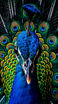 Closeup wide angle dramatic photo, upshot of a peacock, flash, fast shutter, detailed eyes, intricate fur, Rim light, Photorealism, Bocca blur, Vivid Color, High detal, Sony Alpha α7, ISO1900, by Annie liebowitz