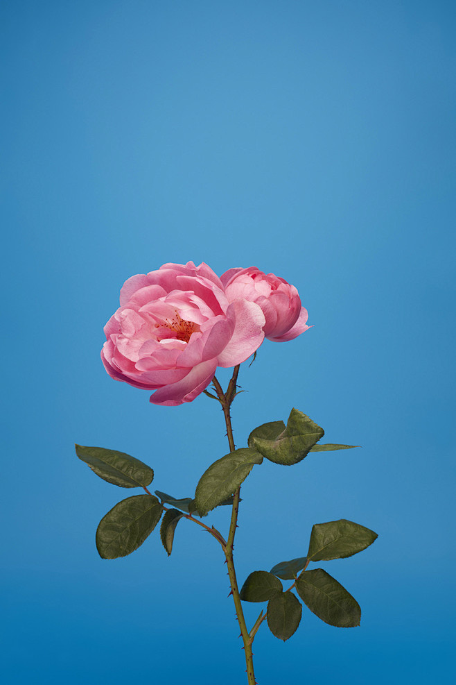 The English Rose · M...