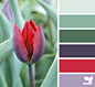 tulip hues